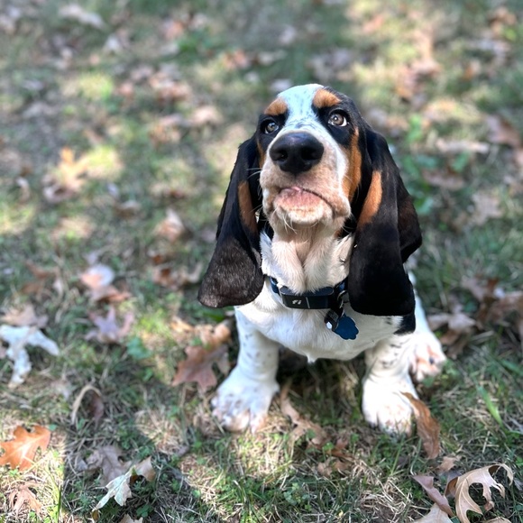 Meet your Posher, Ozark Vintage Home - Picture 3 of 4